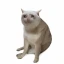 CASHCAT图标